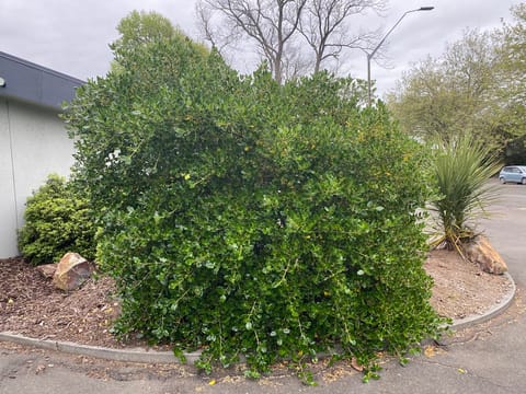 Coprosma repens