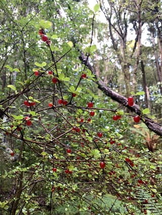 Coprosma rhamnoides (mingimingi) with fine twiggy branches, small green leaves and many bright red berries, growing in native bush with ferns behind.