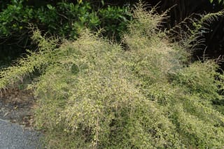 Coprosma rhamnoides (mingimingi), a bushy, twiggy shrub with fine interlaced branches and small yellow-green leaves, growing beside a gravel path.