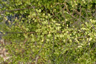 Coprosma rhamnoides (mingimingi) shrub with thin, twiggy brown branches carrying small rounded light green leaves, viewed from above over dense foliage.