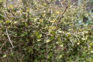 Coprosma rhamnoides (mingimingi) shrub with slender twiggy branches, small rounded green leaves and clusters of unripe green berries along the stems.