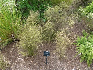 Coprosma rhamnoides (mingimingi), a twiggy, spreading shrub with small yellow-green leaves, growing in bark mulch beside a plant label and other garden plants.