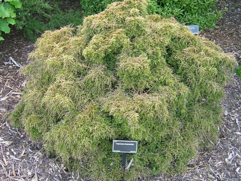 Coprosma rhamnoides