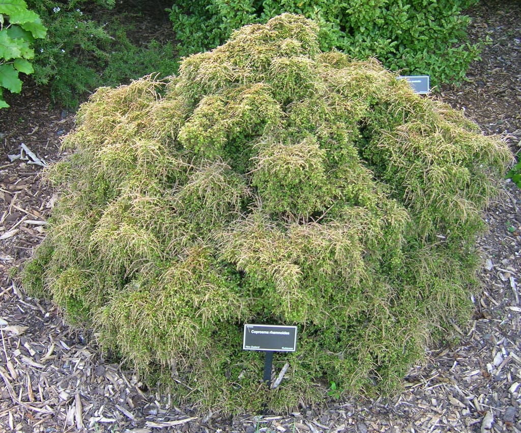 Coprosma rhamnoides (mingimingi), a dense, mounding shrub with fine green and tan twiggy foliage, growing in bark mulch beside a plant label.