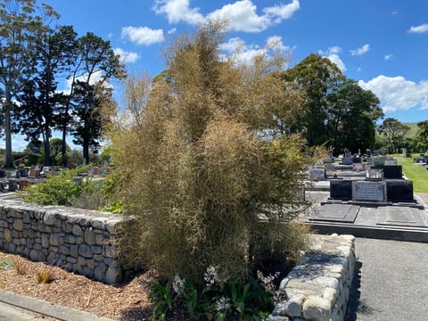Coprosma virescens