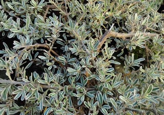 Coprosma x kirkii 'Variegata' (Taupata) groundcover, close up of small sage-green leaves edged in cream on spreading brown woody stems.