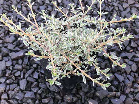 Coprosma x kirkii 'Variegata'