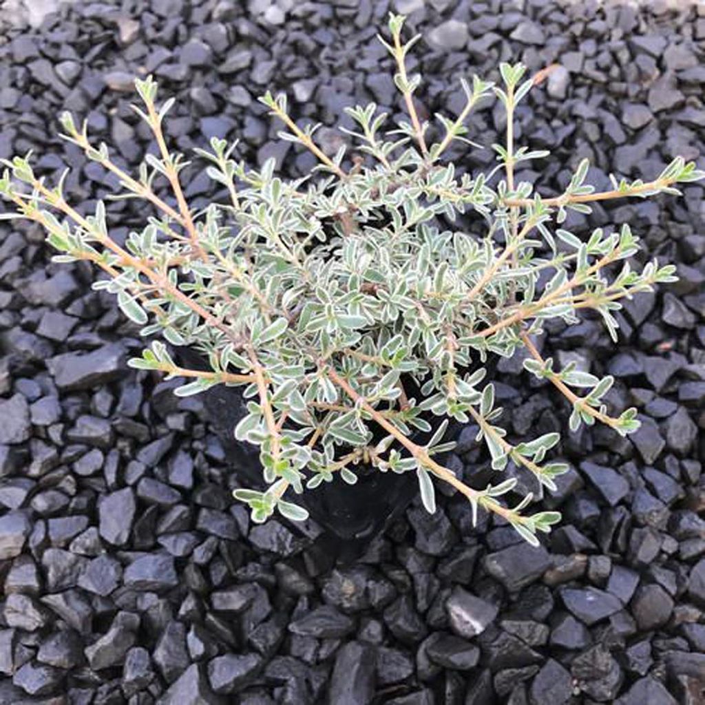 Coprosma x kirkii 'Variegata' (taupata), a small potted groundcover with slender reddish stems and grey-green leaves edged in cream, sitting on dark gravel.