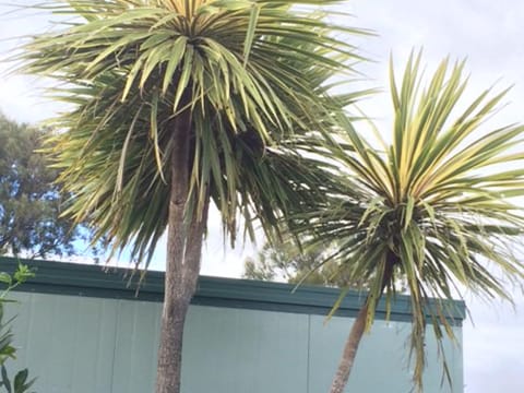 Cordyline australis 'Albertii'