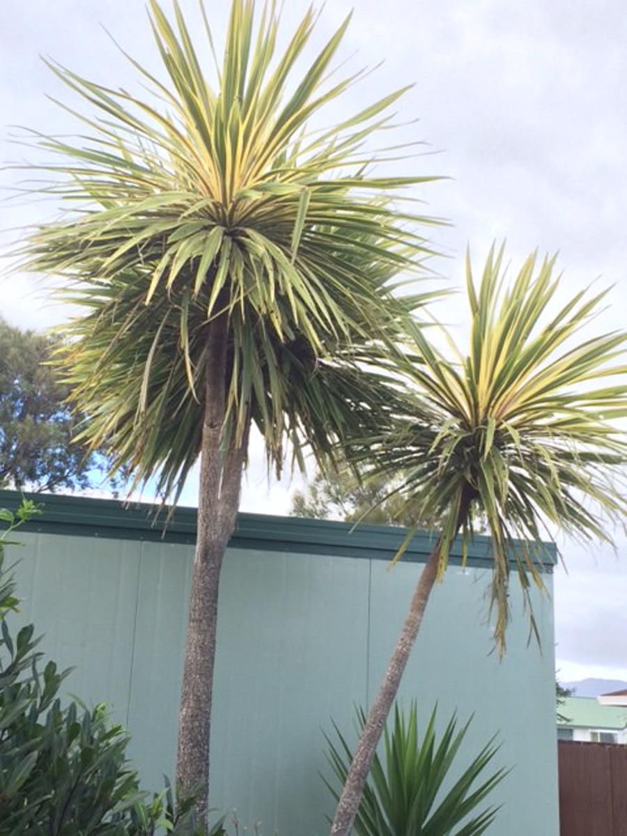 Two Cordyline australis 'Albertii' (Tī Kōuka) with slender trunks and rounded heads of green, yellow-striped leaves, growing against a green wall.
