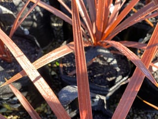 Cordyline australis 'Red Star' (Tī Kōuka) with bronze-red strap-like leaves, beaded with water droplets, growing in black nursery bags.