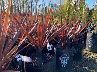 Cordyline australis 'Red Star' (Tī Kōuka) in black planter bags, with upright bronze-red strap-like leaves, on gravel at a nursery in sunshine.