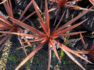 Overhead view of Cordyline australis 'Red Star' (Tī Kōuka), young potted plants with spiky bronze-red strap-like leaves radiating over black planter bags and gravel.