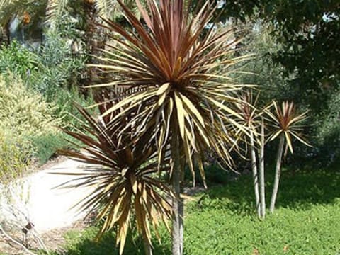 Cordyline australis 'Red Star'