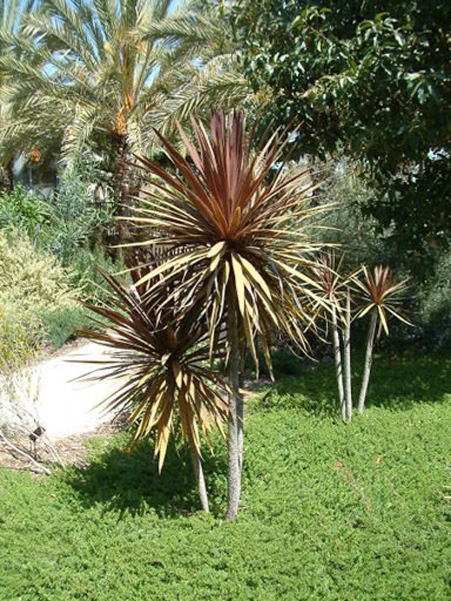 Cordyline australis 'Red Star' (Tī Kōuka) with bronze-red, spiky leaf rosettes on slender trunks, growing on a lawn beside a palm and shrubs.