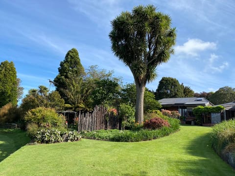 Cordyline australis