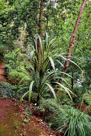Cordyline banksii (Tī Ngahere) with broad, arching green leaves growing beside a woodland path, surrounded by shrubs, ground cover and tall trees.