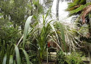 Cordyline banksii (Tī Ngahere) with broad arching green leaves and drooping white flower panicles, growing in a bush garden beside a wooden fence and tree ferns.