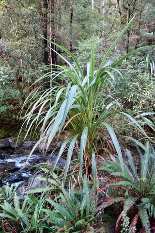 Cordyline banksii (Tī Ngahere) growing beside a rocky stream in native forest, with long arching green leaves and ferns around its base.