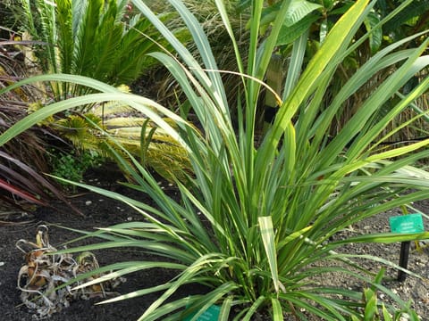 Cordyline banksii