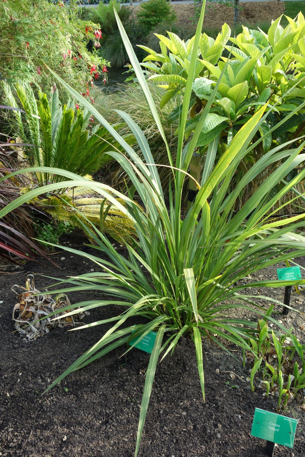Cordyline banksii (tī ngahere) with long, narrow arching green leaves, growing as a clump in dark mulched garden bed among other plantings.