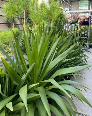 Cordyline 'Broadsword' (Tī Kōuka) with broad, sword-shaped green leaves in upright clumps, displayed in a garden centre beside young pines.