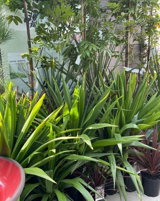 Cordyline 'Broadsword' (Tī Kōuka) in black pots, with broad, sword-like green leaves, beside a red-leaved cordyline and young trees at a nursery.
