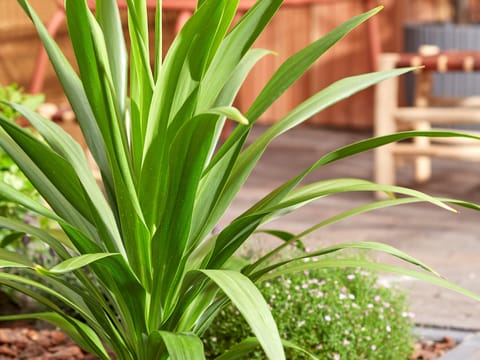 Cordyline 'Broadsword'