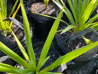 Young Cordyline obtecta 'Green Goddess' (Tī Kōuka) seedlings in black planter bags, with upright, strap-like fresh green leaves above bark-mulched potting mix.