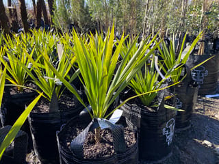 Cordyline obtecta 'Green Goddess' (Tī Kōuka) in black planter bags, with upright fresh-green strappy leaves and bark mulch on top, outdoors in sunshine.