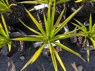 Cordyline obtecta 'Green Goddess' (Tī Kōuka) seen from above, young plants in black planter bags with narrow yellow-green leaves radiating outward.