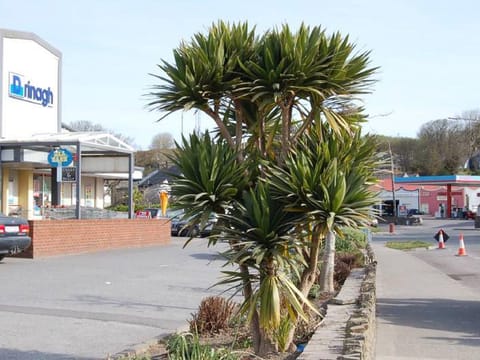Cordyline obtecta 'Green Goddess'