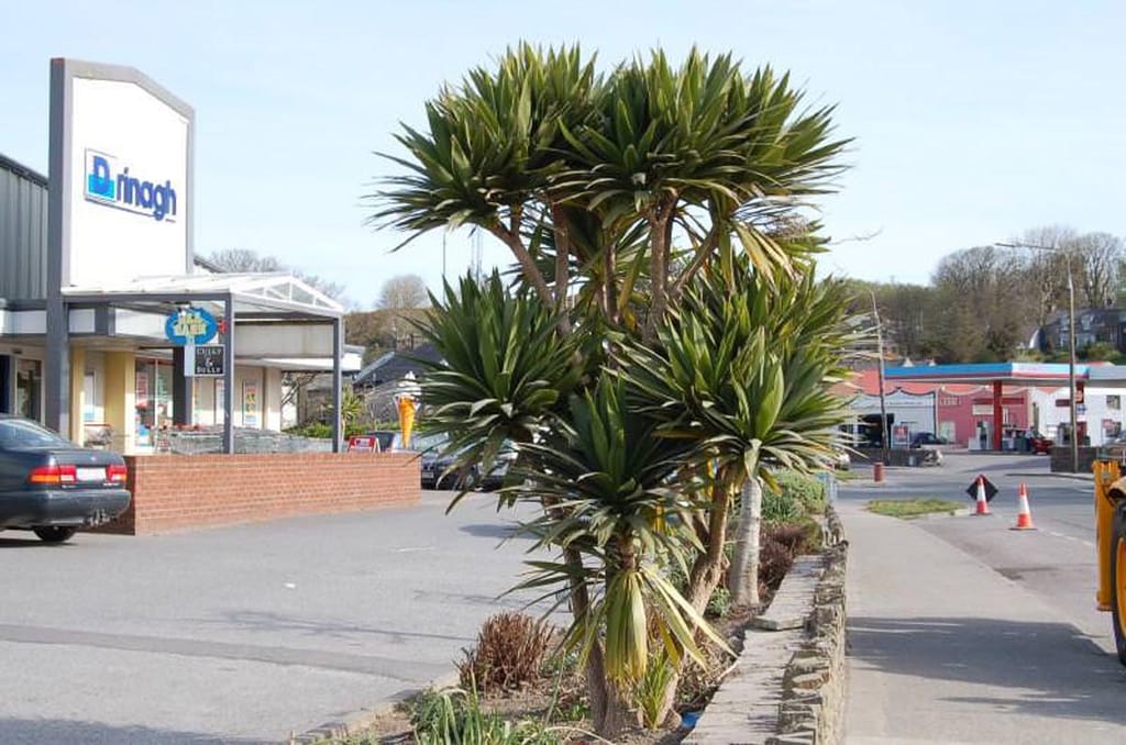 Cordyline obtecta 'Green Goddess' (Tī Kōuka) with several slender trunks topped by dense rosettes of green leaves, growing in a kerbside garden bed beside a shopping area.