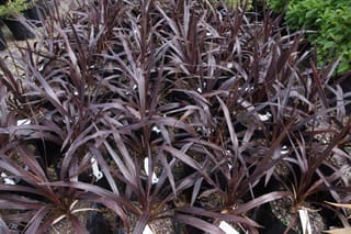 Cordyline 'Renegade' (Tī Kōuka) young plants in black nursery bags, with narrow, glossy dark purple leaves arching outward and white plant labels.