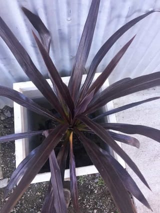 Cordyline 'Renegade' (Tī Kōuka) seen from above, its dark purple strap-like leaves radiating from the centre of a white square planter.
