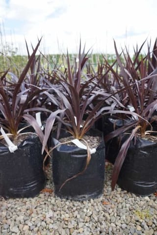 Cordyline 'Renegade' (Tī Kōuka) young plants in black planter bags on gravel, with upright, strappy dark purple-bronze leaves and white plant labels.