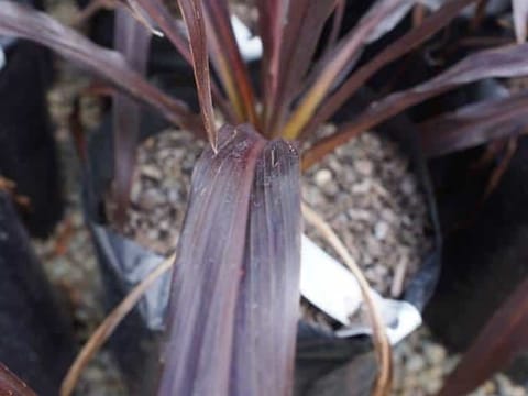 Cordyline 'Renegade'