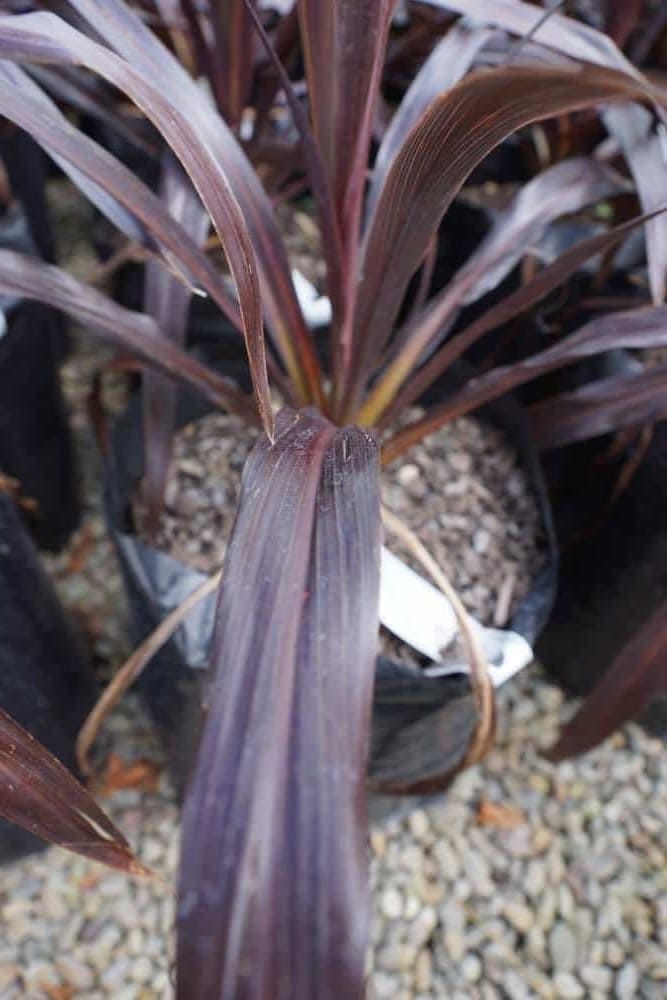 Cordyline 'Renegade' (Tī Kōuka) in a black nursery bag, with long, strappy dark purple leaves arching above gravel.