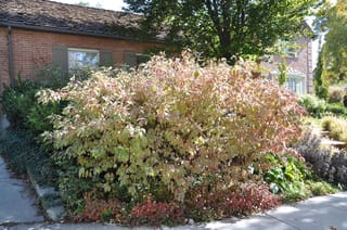 Cornus alba 'Elegantissima' (Siberian Dogwood), a large rounded shrub with green and pink-tinged autumn foliage, growing beside a brick house and footpath.