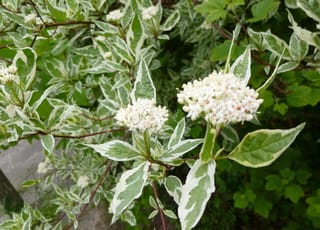 Cornus alba 'Elegantissima' (Siberian Dogwood) shrub with green and white variegated leaves, reddish stems and rounded creamy-white flower clusters.