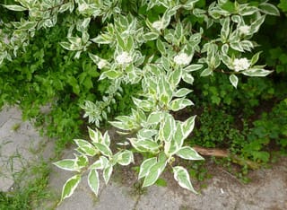 Cornus alba 'Elegantissima' (Siberian Dogwood) shrub with green and white variegated leaves and creamy white flower clusters, arching over a paved path.