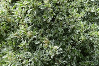 Cornus alba 'Elegantissima' (Siberian Dogwood) shrub foliage with green and white variegated leaves and small clusters of creamy flower buds.