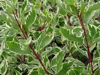 Cornus alba 'Elegantissima' (Siberian Dogwood) foliage, with green leaves edged in creamy white on slender red-purple stems.