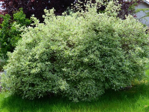 Cornus alba 'Elegantissima'