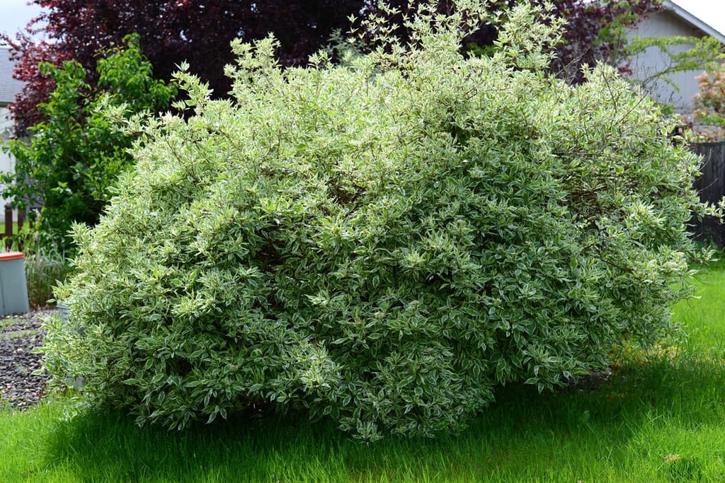 Cornus alba 'Elegantissima' (Siberian Dogwood), a dense, rounded shrub with green and white variegated leaves, growing on a lawn in a garden.