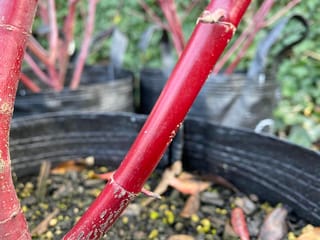 Close-up of bright red bare stems of Cornus alba 'Sibirica' (Siberian Dogwood) growing in black nursery bags, with more red stems behind.