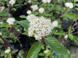 Cornus alba 'Sibirica' (Siberian Dogwood) in flower, with a rounded cluster of creamy white blossoms, green oval leaves and red stems on potted plants.