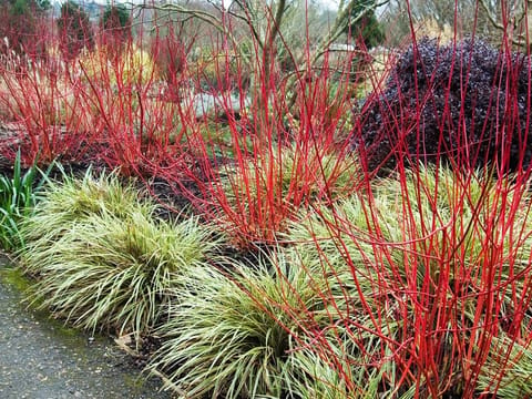 Cornus alba 'Sibirica'