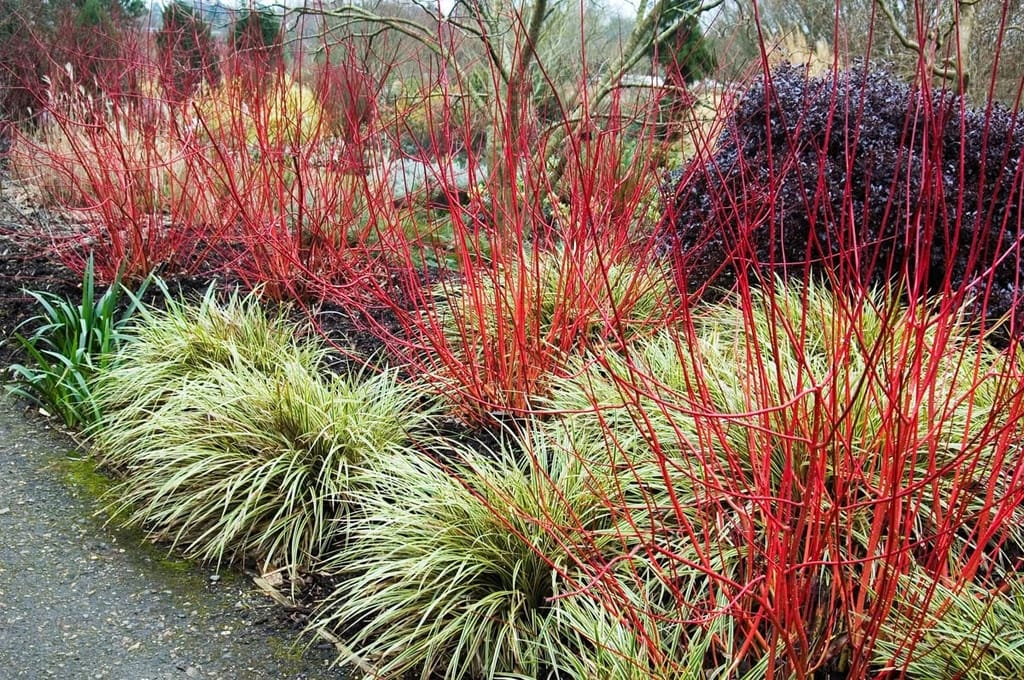 Cornus alba 'Sibirica' (Siberian Dogwood) with bright red bare winter stems rising above variegated grasses and dark purple shrubs in a garden bed.