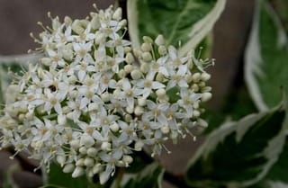 Cornus alternifolia 'Argentea' (Silver Pagoda Dogwood) close-up of a cluster of small cream-white flowers and buds, with green leaves edged in cream behind.